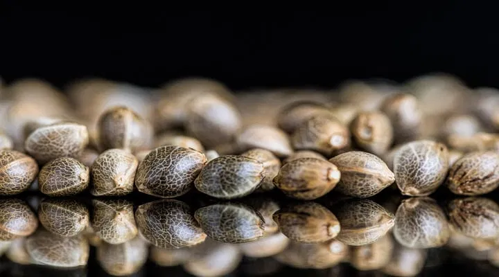 cannabis seeds