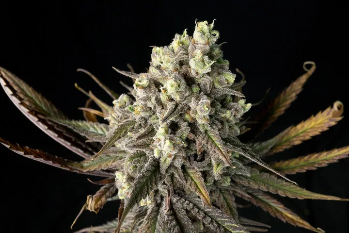 Seedsman Blue Dream modern classic sativa