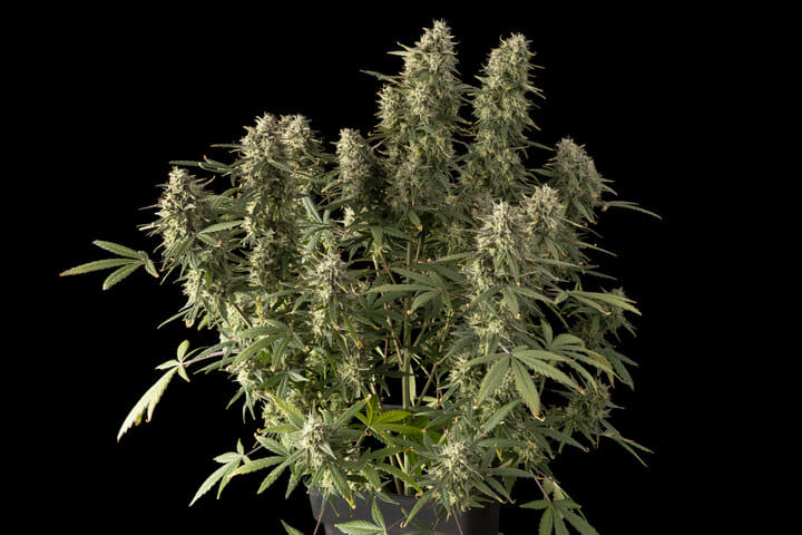auto strains that responds well to lst