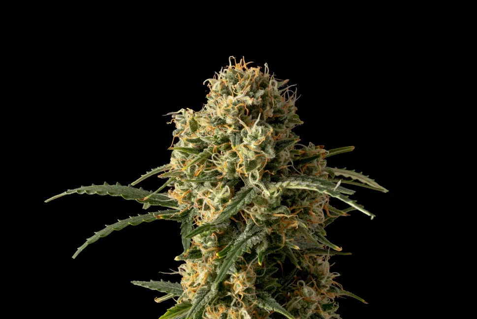 Seedsman OG Kush Auto for edibles