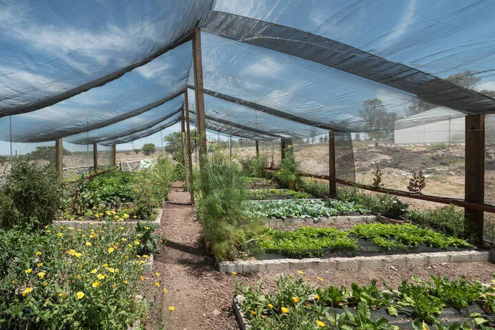 shade cloth can protect cannabis from heat