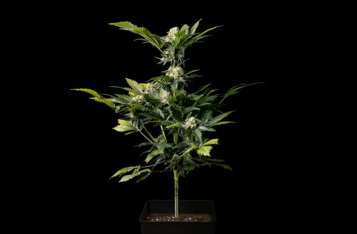 Seedsman White Widow Auto