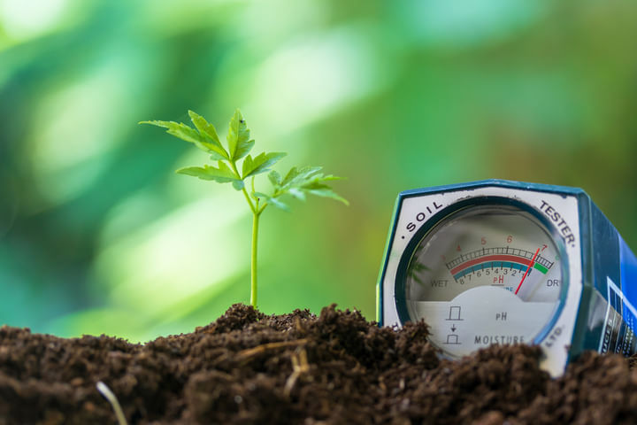 Does soil pH affect cannabis roots?