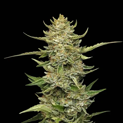 Seedsman Sour Diesel Auto