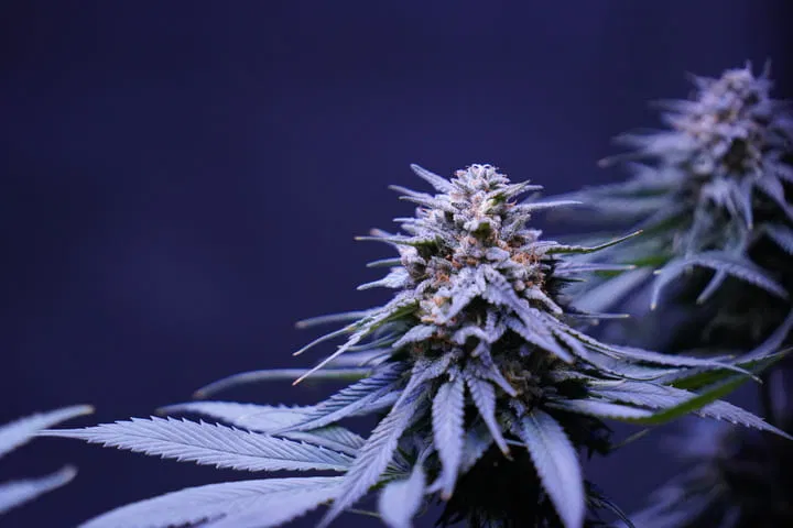 sour diesel retro 90s cannabis