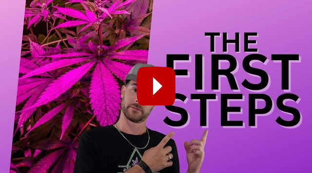 Starting an INDOOR GROW with THESE 3 STEPS | Grow Series Ep.2
