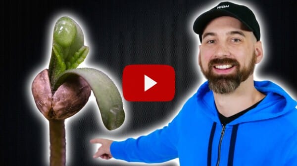Step-by-Step Tutorial Germinating & Planting Cannabis Seeds