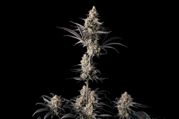 Strawberry Banana Grape 