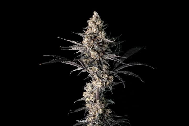 Seedsman Strawberry Banana Grape