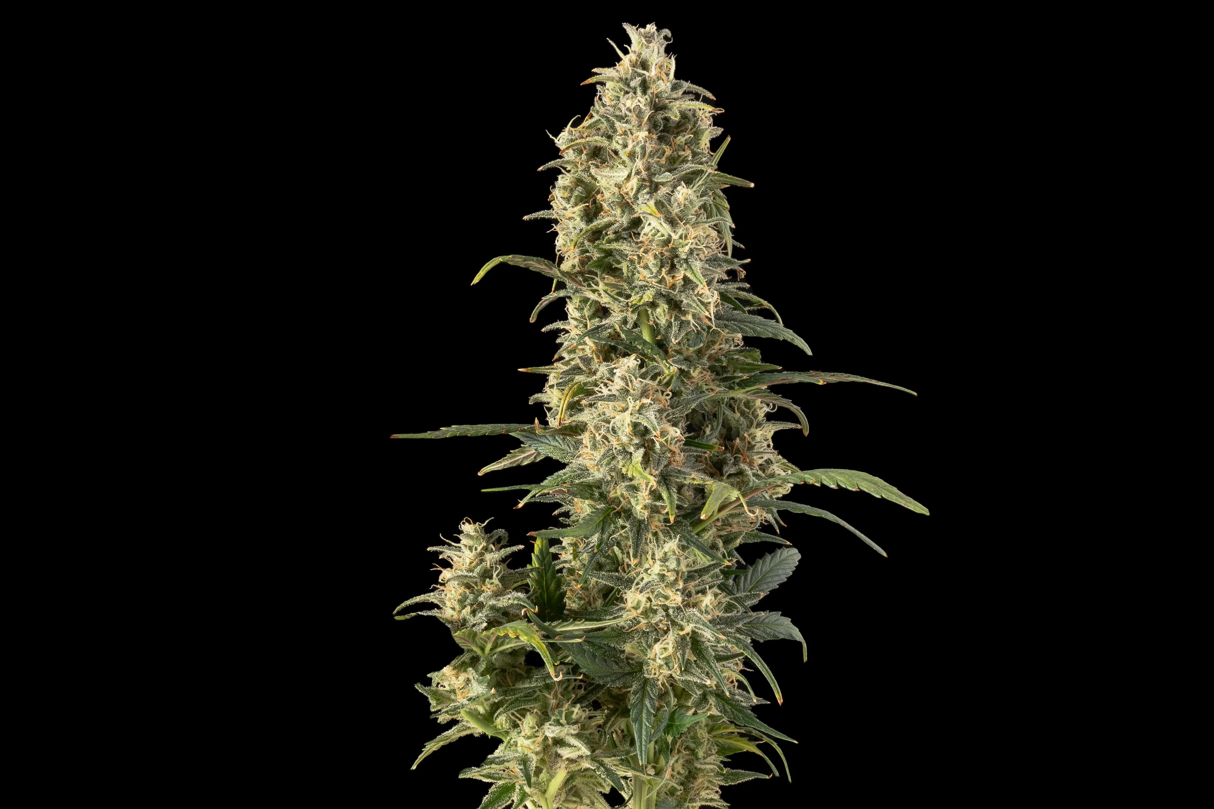 Strawberry Cheesecake Auto