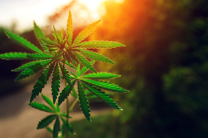 sunlight saves on energy costs when growing cannabis outdoors