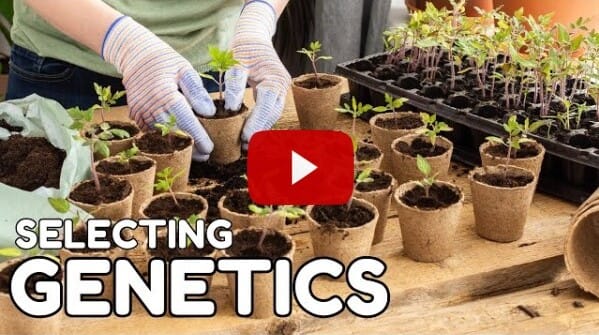 THINGS TO CONSIDER BEFORE SELECTING GENETICS