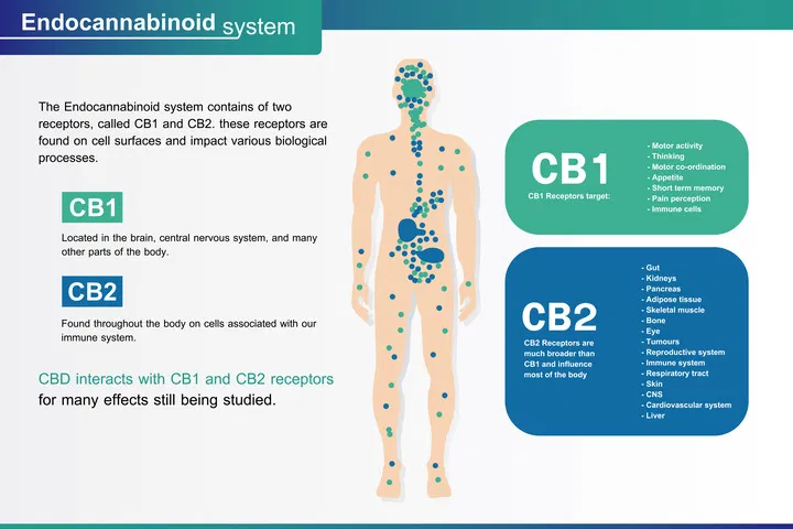 how does the endocannabinoid system process THC