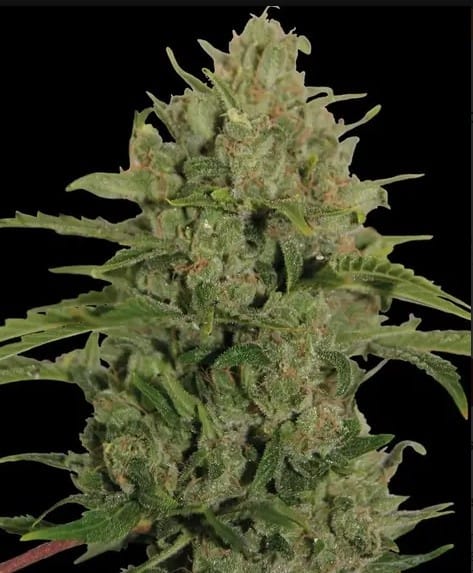 Barney's Farm Triple Cheese