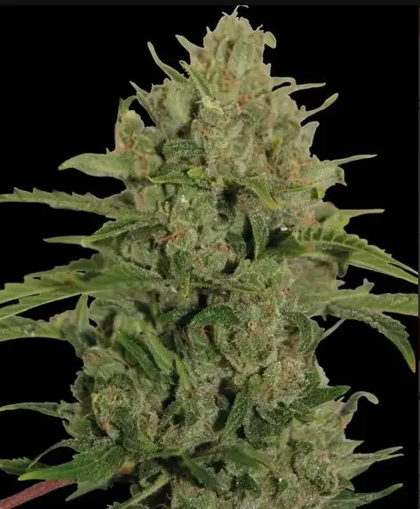 Barney's Farm Triple Cheese