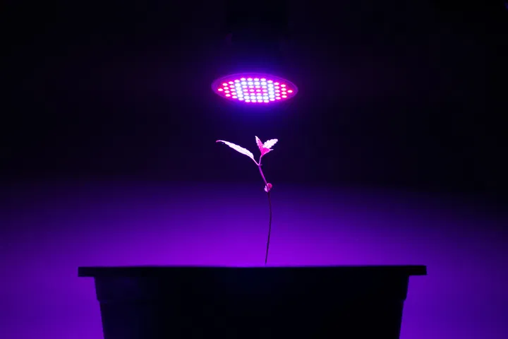 LED lights provide gentle light suitable for seedlings