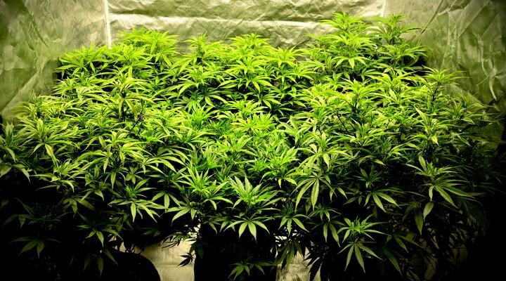 vegetative cannabis plants