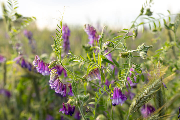 Plants like vetch can help fix soil nitrogen