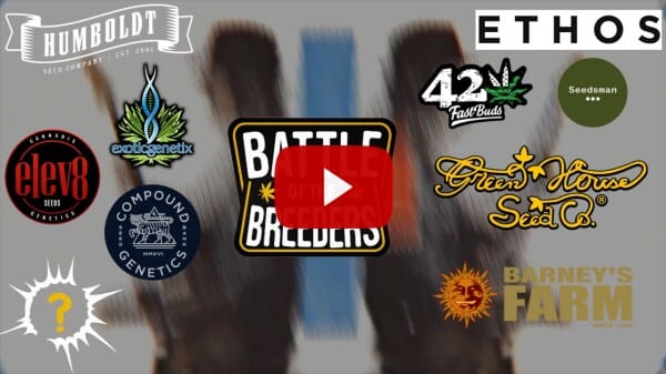 What is Battle of The Breeders?