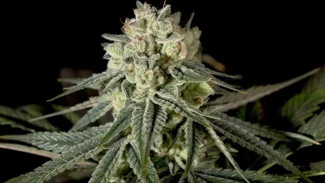 White Widow Fast