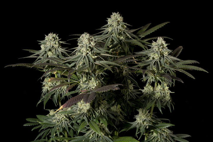 Seedsman White Widow Fast best weed