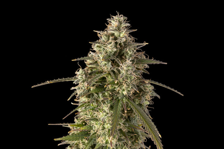 Seedsman Zkittlez Auto