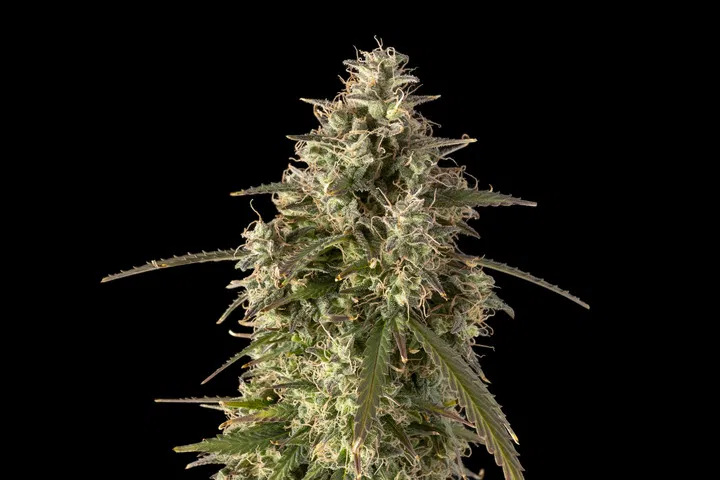 Seedsman Zkittlez Auto