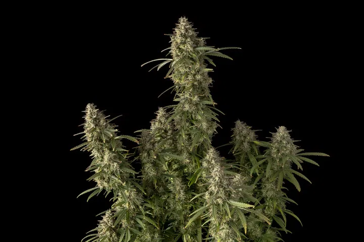 Zkittlez Auto