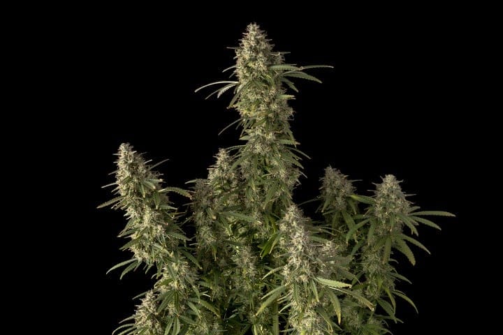 Seedsman Zkittlez Auto best weed