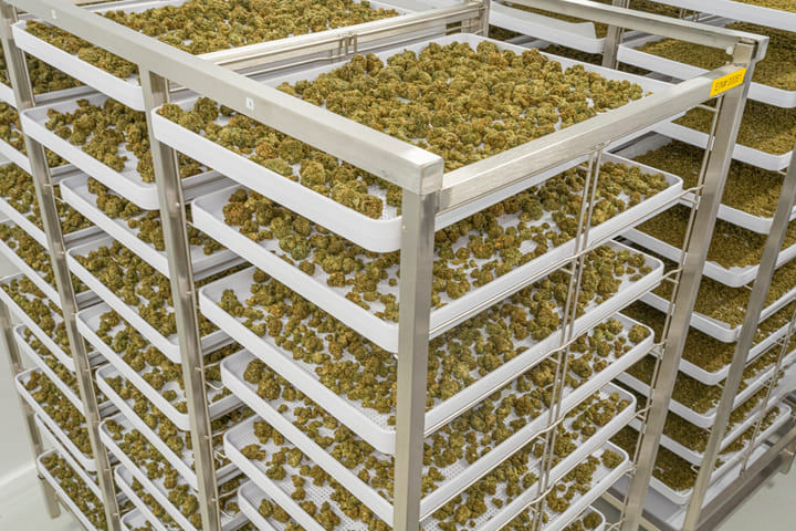 ways to dry cannabis before washing