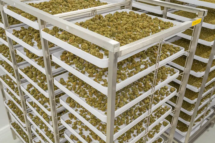 ways to dry cannabis before washing