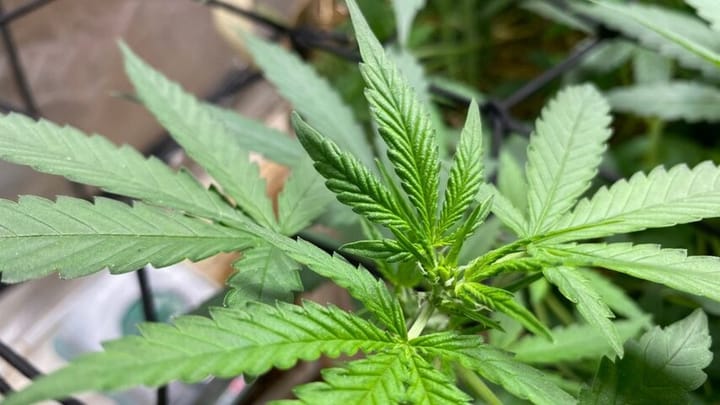 how do autoflowers grow in living soil?