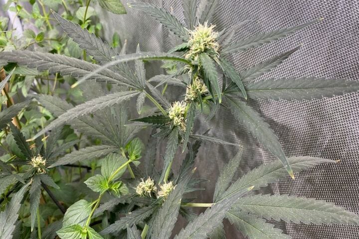 autoflowers are versatile and adaptive