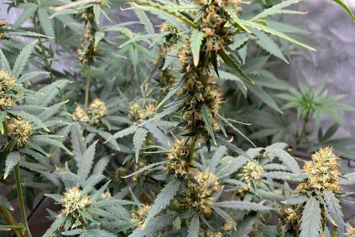 how an auto absorbs nutrients