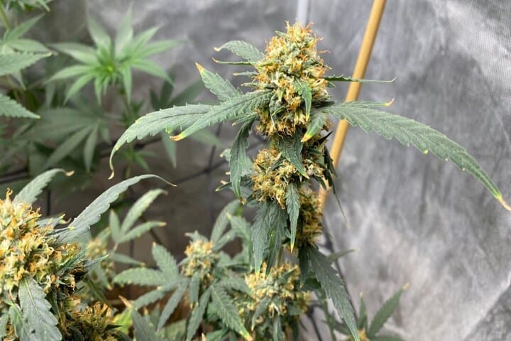 autos can grow more vigorously in living soil