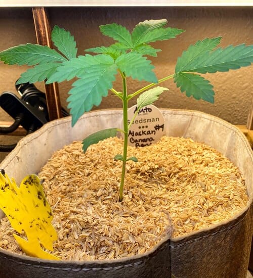 why you should grow autoflowers