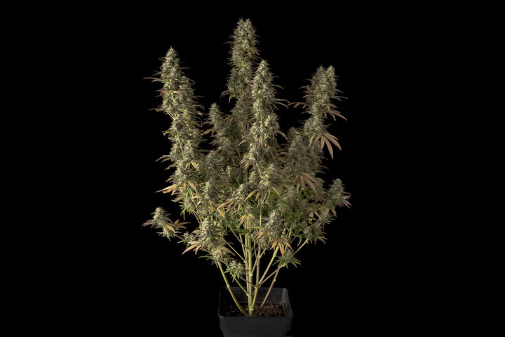 autoflowering plant appearance