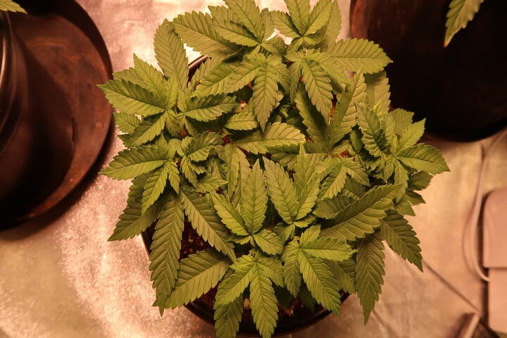 avoid transplanting autos