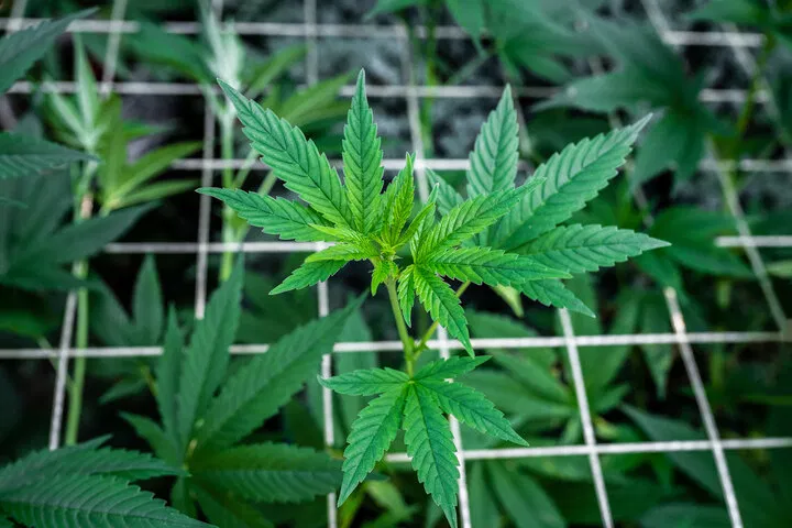 how screen of green impacts autoflowers