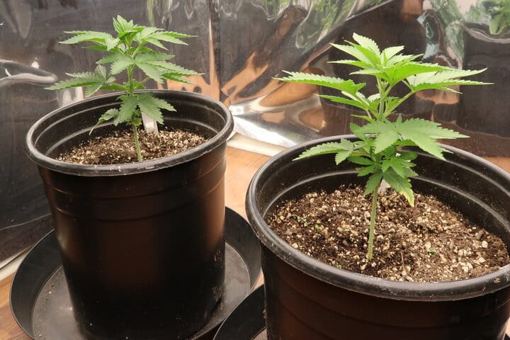 always choose a quality medium for autos