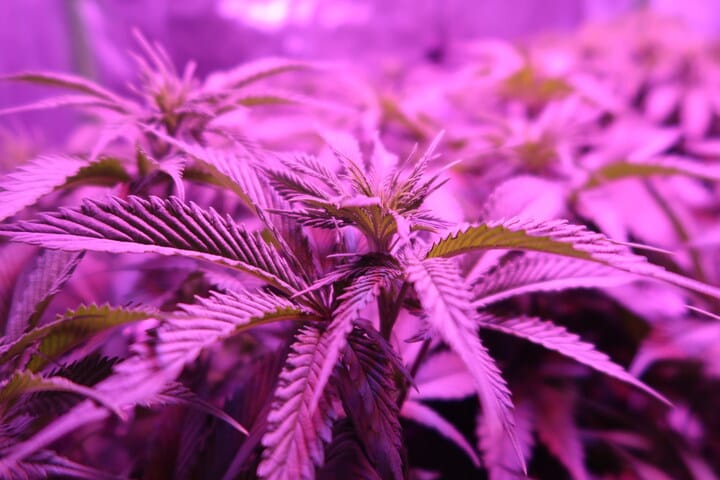 autoflowers don't need 24 hours of light