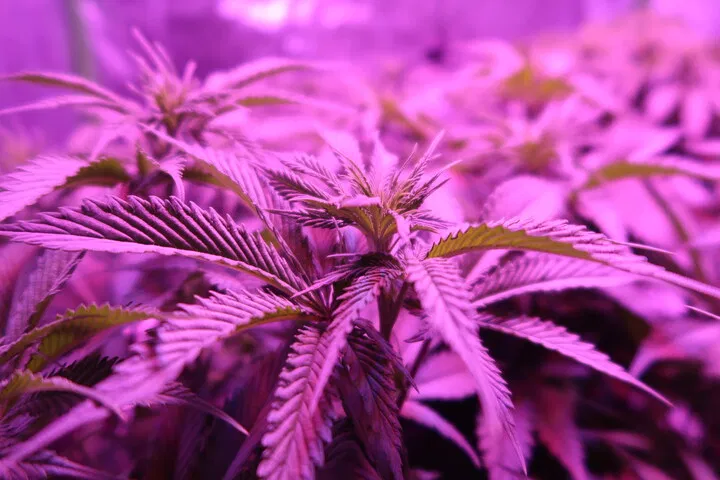 autoflowers don't need 24 hours of light