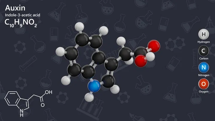 auxin is natural plant growth regulator
