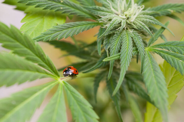 beneficial predators can be useful during load shedding