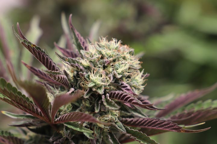 best cannabis strains for greenhouse grow