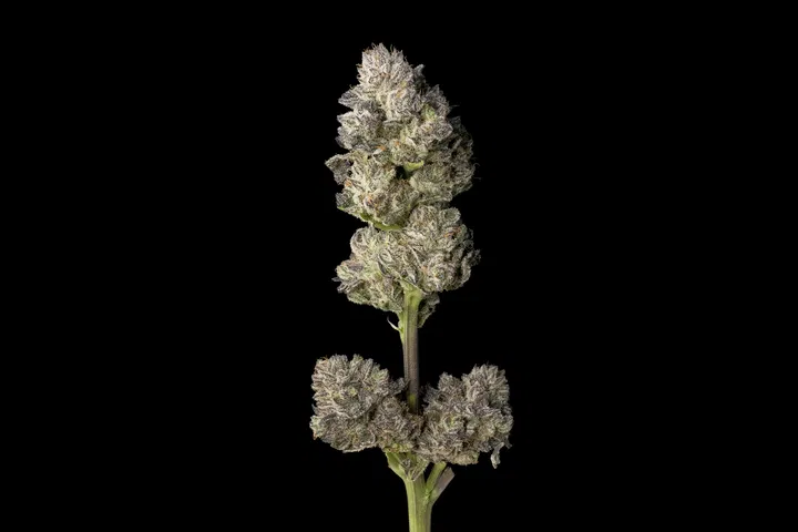 big healthy buds