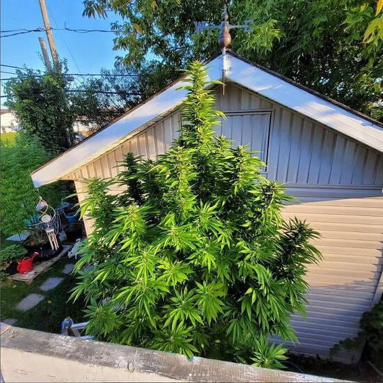big outdoor cannabis plant