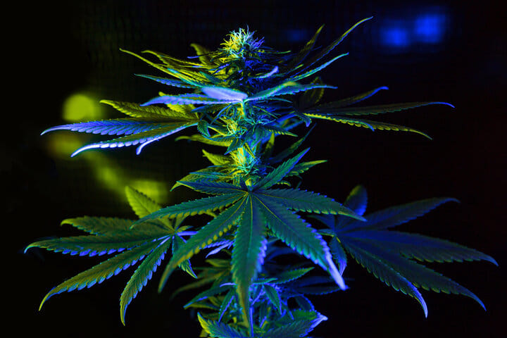 blue light spectrum for weed plants in veg