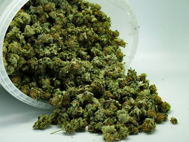 outdoor cannabis growing can mean greater yields