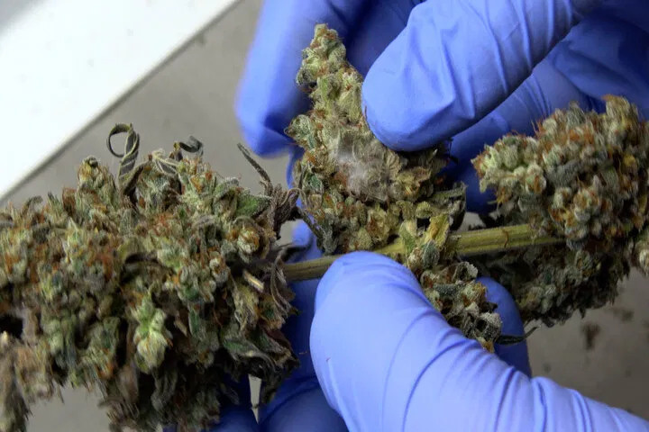 where does bud rot begin?